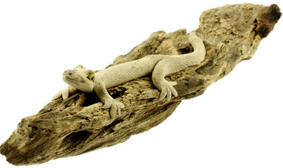 lézard gecko en résine sur bois véritable, fond blanc