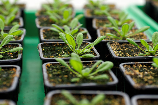 Arabidopsis - Modellpflanze