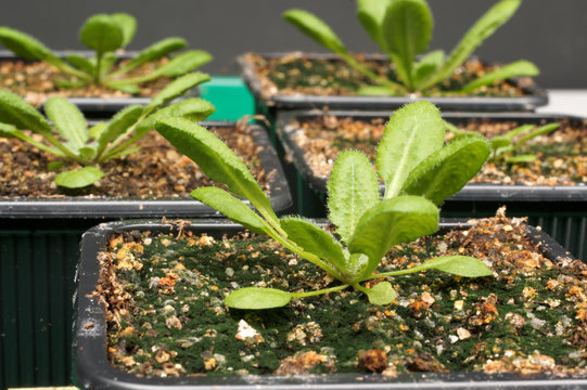 Arabidopsis -Versuchspflanze
