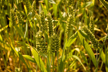 close up of young wheat