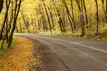 road in autumn