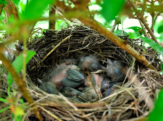 The  nestlings in a tree nest.