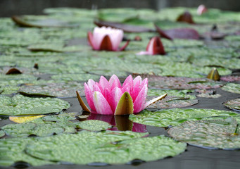 water-lily