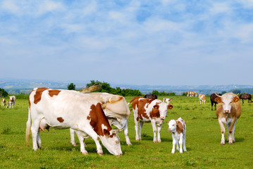 cows and calf on pasture © goce risteski