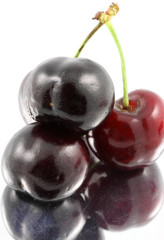 cerises burlat mûres, fond blanc