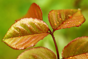 blätter,rosenblätter