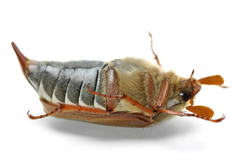 Dead cockchafer (Melontha vulgaris)