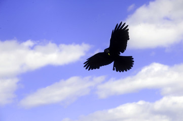 raven flying