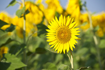 Campo de Girasoles