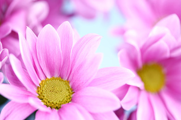 Obraz premium pink chrysanthemum