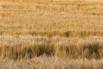 Weizen - Ähren Feld