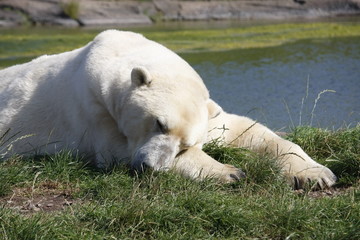 Oso polar durmiendo