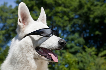 White Swiss Shepherd with sun glasses on her mazzle