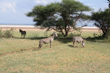 Fototapeta na wymiar Zebras in der Serengeti