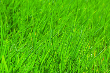 Green grass background