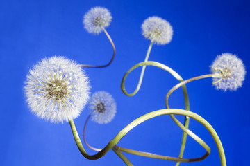 Group of dandelions