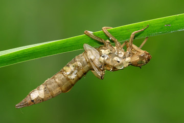 dragonfly pupa shell on the green leaf