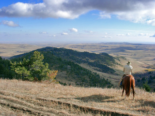 Rindertrieb; Canada Alberta