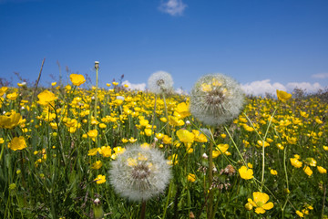 Prato in fiore © Gianfranco Bella