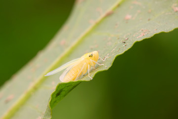leafhopper nymphs just completed metamorphosis