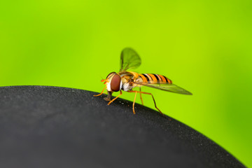 diptera syrphidae insects