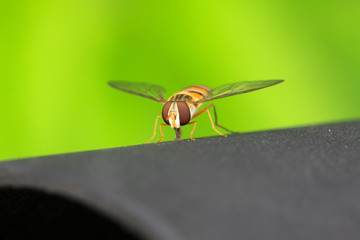 diptera syrphidae insects