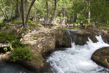 Obraz premium los micos