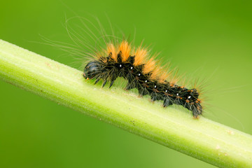 a caterpillar on the plant stem