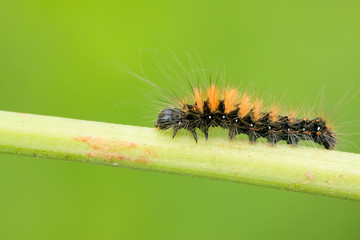 a caterpillar on the plant stem