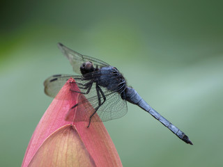 ハスの蕾とシオカラトンボ
