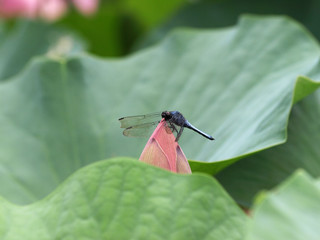 ハスの蕾とシオカラトンボ