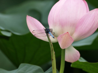 ハスの花とシオカラトンボ