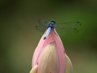 ハスの蕾とシオカラトンボ