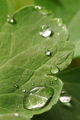 water drop on leaf
