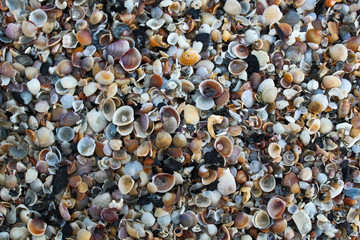 Sea shell background on the beach.