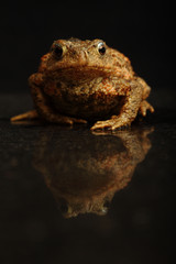 Kröte mit Spiegelung