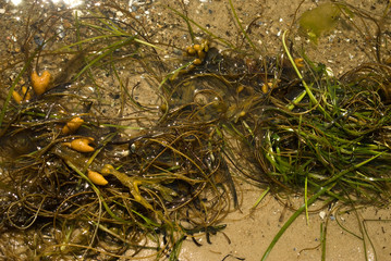 seaweed at the shore