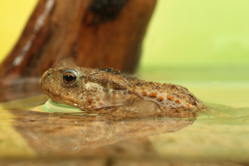 Kröte im Wasser