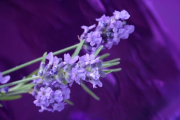 Lavendel auf lila hintergrund.