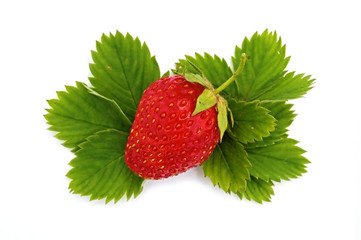 Strawberries on green leaves_1