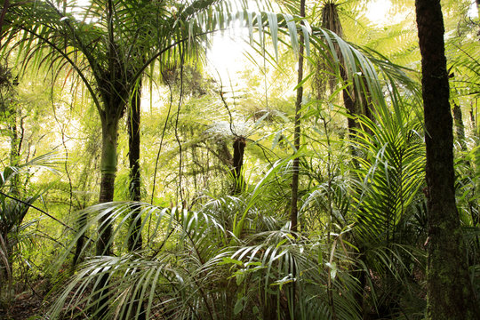 Fototapeta Tropical forest