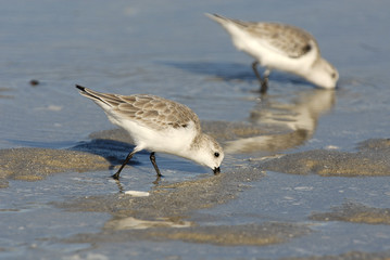 Sanderling Calidris Alba