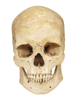 skeleton skull bones
