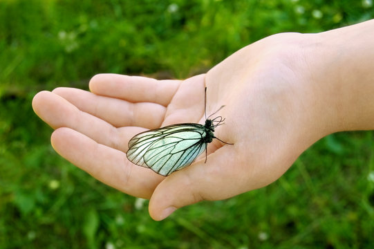 White butterfly on the child hand