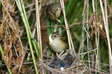 Marsh Warbler, Acrocephalus palustris