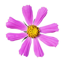 cosmos flower isolated