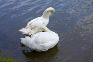 Two white swans