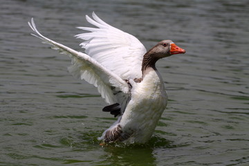 Pato