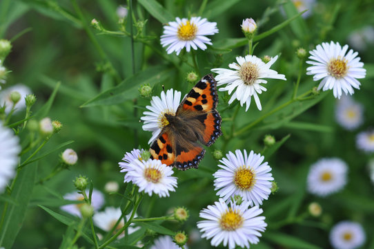 The butterfly on a camomile