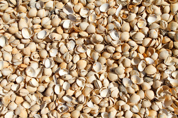Fototapeta premium White mussels